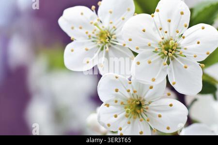 Blühende Frühlingsblumen aus Aprikose nach Ihrem Design Stockfoto