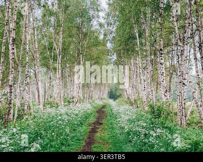 Friedlicher Feldweg schlängelt sich durch einen dichten Birkenwald mit frischem grünem Laub und Wildblumen. Natürliche Waldlandschaft, ideal für Naturthemen Stockfoto