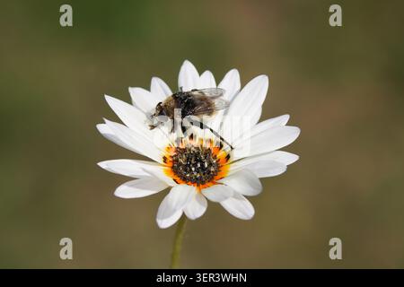 Blume Arctotis fastuosa „Zulu Prince“ Cape Daisy. Hoverfly Narzisse Birnenfliege, Merodon equestris. Familie Syrphidae. Niederlande, Juni Stockfoto