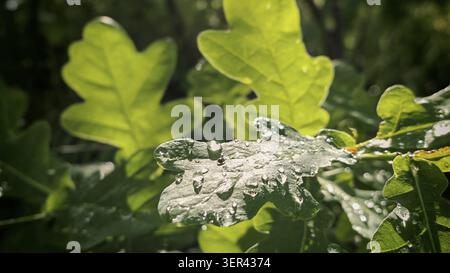 Nahaufnahme von Regentropfen auf grünen Eichenblättern (Quercus) in ihrem natürlichen Lebensraum, Frühling, Naturpark Waldnaabtal, Oberpfalz Stockfoto