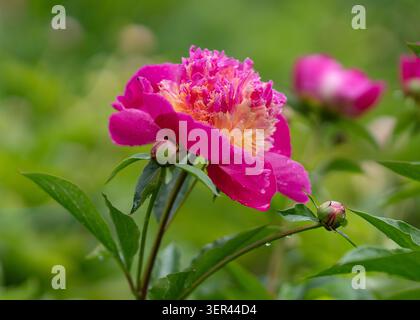 Blühende rosafarbene Pfingstrose (Paeonia lactiflora „Velma Atkinson“) mit einem Rüschenkern in Creme und Rosa, bedeckt mit Regentropfen und umgeben von Knospen. Stockfoto