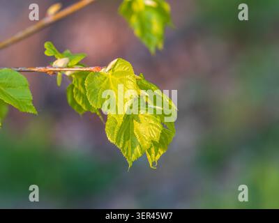 Tilia cordata, der kleinblättrige Kalk oder kleinblättrige Lindenzweig mit frischen Blättern im Frühling. Frühlingshintergrund Stockfoto