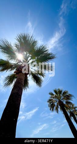 Hohe Palmen mit hellem Sonnenlicht, das durch die Blätter vor einem klaren blauen Himmel strahlt, schaffen eine lebhafte tropische Atmosphäre in einer Küstenlandschaft Stockfoto