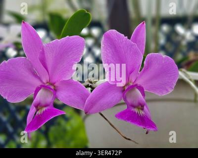Cattleya Walkeriana Orchidee mit leuchtenden rosa-violetten Blüten in Blüte, Jardim Botânico, Rio de Janeiro, Brasilien Stockfoto