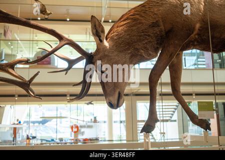 Präparate von Rothirsch (Cervus elaphus) auf der Schwebung. Das Hirsch wird so positioniert, dass es einen Sprung oder eine dynamische Bewegung simuliert Stockfoto