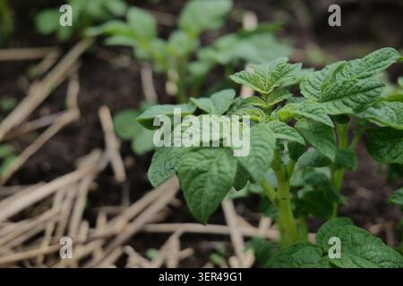 Junge Kartoffelpflanzen, die in einem Gartenbeet mit Strohmulch wachsen Stockfoto