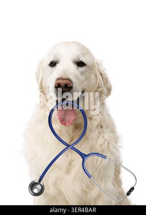 Entzückender Golden Retriever Hund mit Stethoskop auf weißem Hintergrund Stockfoto