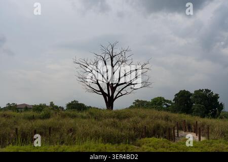 Ein einsamer Baum steht hoch vor bewölktem Himmel. Gras wächst wild um seine kargen Äste. Ferne Bäume säumen die Szene mit Grün. Der Himmel ist bewölkt, Stockfoto