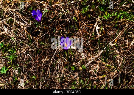 Violette Krokusblüten aus trockenem Gras und natürlicher Vegetation auf einer Wiese. Saisonale Frühlingsblüte im Freien in einer natürlichen Umgebung fotografiert Stockfoto