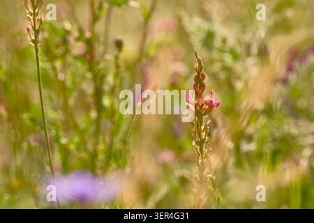 Gemeiner Esparfoinsäureblütenspitze, beleuchtet durch warmes Abendsonnenlicht zwischen Gräsern und wilden Wiesenpflanzen. Stockfoto