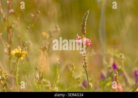 Gemeine Esparsfoine blüht zwischen Gräsern und Wildwiesen in einem Sommerrasenhabitat. Stockfoto