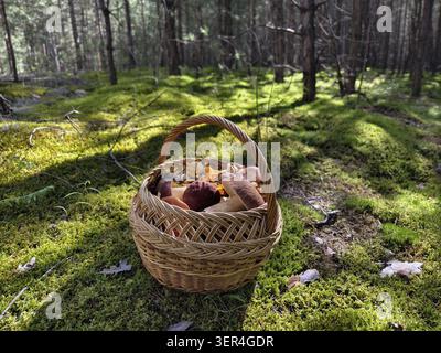 Foto von einem Korb, gefüllt mit Pilzen im Wald Stockfoto