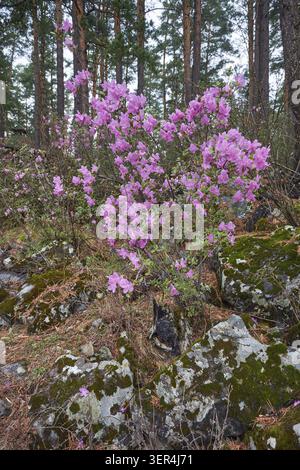 Rhododendron dauricum Sträucher mit Blumen (populäre Namen bagulnik, Maralnik) im altai-Kiefernwald Stockfoto
