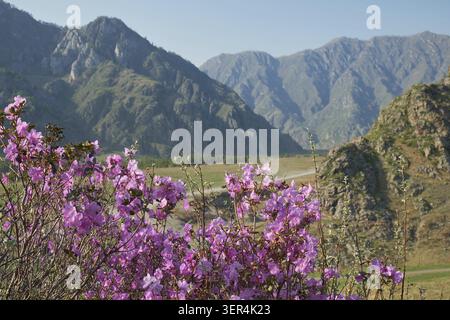 Rhododendron dauricum Blumen (beliebte Namen bagulnik, Maralnik) mit Hintergrund von Berghängen und blauem Himmel Stockfoto