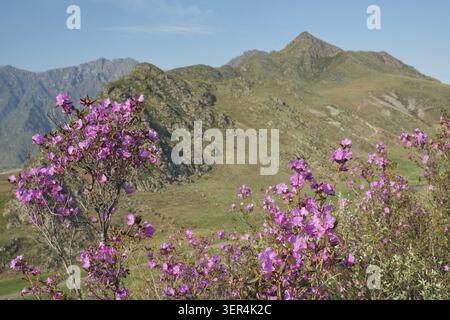 Rhododendron dauricum Blumen (beliebte Namen bagulnik, Maralnik) mit Hintergrund von Berghängen und blauem Himmel Stockfoto