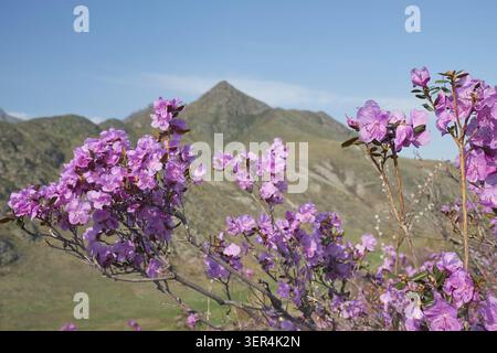 Rhododendron dauricum Blumen (beliebte Namen bagulnik, Maralnik) mit Hintergrund von Berghängen und blauem Himmel Stockfoto