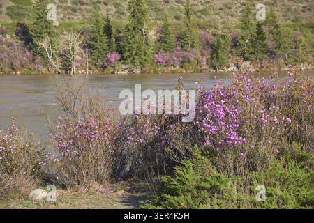 Rhododendron dauricum Büsche mit Blumen (populäre Namen bagulnik, Maralnik) in der Nähe des Altai Flusses Katun Stockfoto
