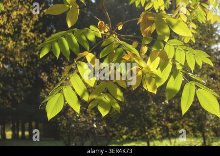 Herbstliche gelbe Blätter von Mandschurei-Nussbaum (Juglans mandshurica, Affennüsse oder Erdrüben), im Hintergrund beleuchtet Stockfoto