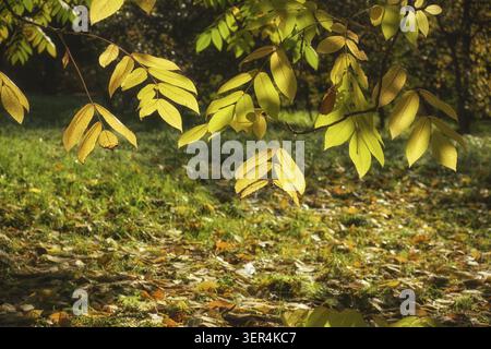 Herbstliche gelbe Blätter von Mandschurei-Nussbaum (Juglans mandshurica, Affennüsse oder Erdrüben), im Hintergrund beleuchtet Stockfoto
