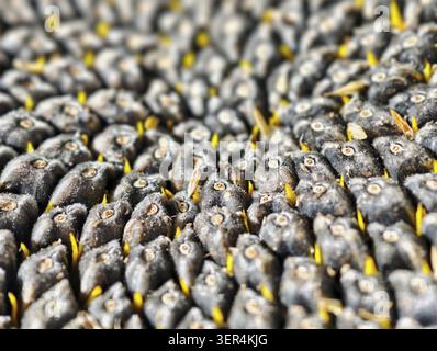 Nahaufnahme eines Sonnenblumenkopfes mit Reifen Samen. Hintergrund mit Sonnenblumensamen Stockfoto