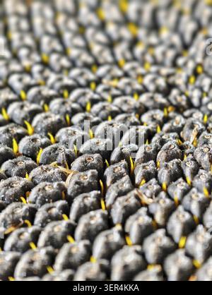 Nahaufnahme eines Sonnenblumenkopfes mit Reifen Samen. Hintergrund mit Sonnenblumensamen Stockfoto