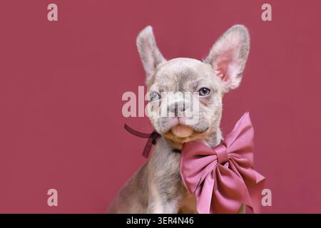 Junger Lilac Brindle französischer Bulldog Hund Welpe mit gesunder langer Nase und Band vor Studio Hintergrund Stockfoto