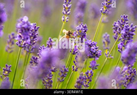 Eine Honigbiene (APIs) bestäubt die leuchtend blau-violetten Blüten eines Lavendelbusches (Lavandula), während sie an einem sonnigen Tag im Frühsommer Nektar sammelt. Makro Stockfoto