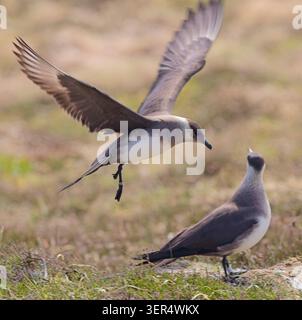 Arctic Skuas oder parasitische Jaegers (Stercorarius parasiticus), ausgewachsene Bleichphasenvögel auf dem Boden im Handa Island Nature Reserve (Schottische Wildtiere) Stockfoto
