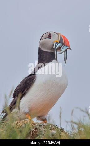 Papageitaucher (Fratercula Arctica), mit einem Schnabel voller Sandaale, Farne Islands, Northumbria, England, UK. Stockfoto