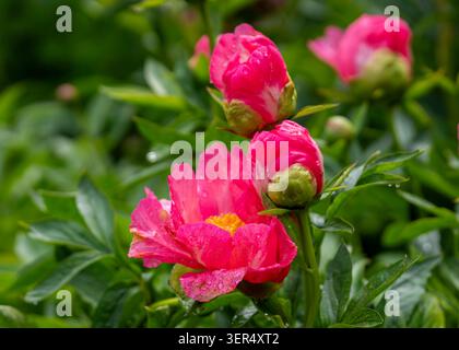 Rosafarbene Pfingstrosen (Paeonia „Coralie“) Blüten und Knospen, die mit Regentropfen bedeckt sind, blühen inmitten üppig grüner Blätter in einem lebhaften Sommergarten. Stockfoto