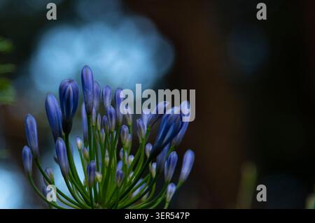 Blaue Agapanthus-Blütenknospen in weichem natürlichem Licht mit verschwommenem Bokeh-Hintergrund, Makro-Naturfotografie, blaue Lilie des nils Stockfoto