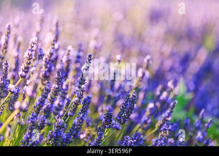 Provence, Frankreich. Lavendelfelder Detail auf der Hochebene von Valensole. Stockfoto
