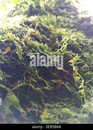 Grüne üppige Vegetation mit dickem, nassem Laub und moosiger Rindenoberfläche, aus einem niedrigen Winkel geschossen. Ideal für Naturmotive und Hintergründe. Stockfoto
