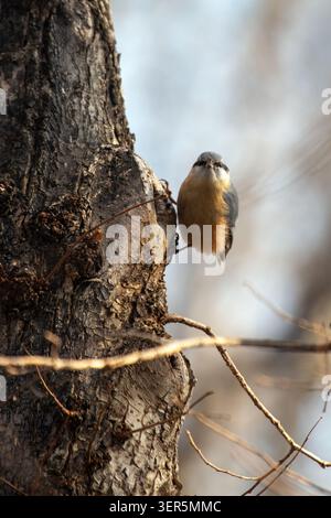 Eine Eurasische Nuthatch (Sitta europaea) klammert sich an einem zerklüfteten Baumstamm an und zeigt an einem hellen Wintertag die glatte Unterseite, die graue Krähe Stockfoto