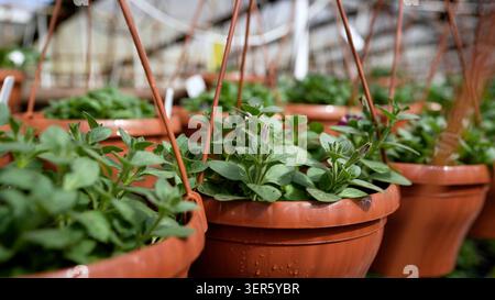 Nahaufnahme brauner, mit jungen grünen Petunenpflanzen gefüllter Kunststoff-Hängekörbe in der Gewächshausschule. Wassertropfen auf Töpfen. Frisches Laub. Gardeni Stockfoto