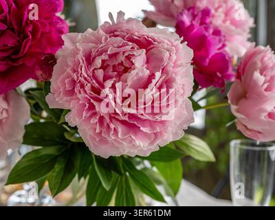 Rosa Pfingstrose Blumenkopf in einem frischen Sommerstrauß Stockfoto