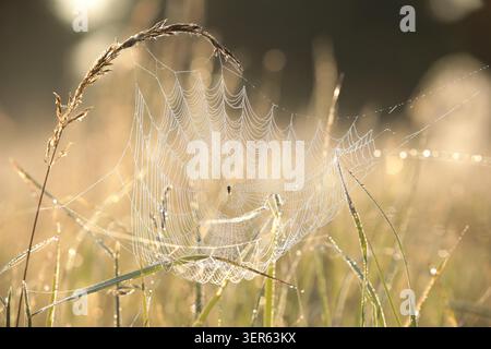 Spinnennetz auf einer Wiese bei Sonnenaufgang Stockfoto