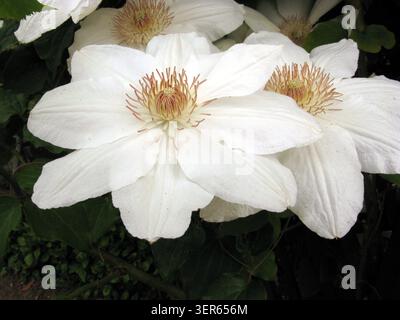 Clematis Fuyu-no-tabi Hybrid, erkennbar an seinen großen, cremeweißen Sepalen und kontrastierenden dunkelroten Staubblättern Stockfoto