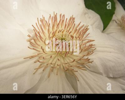 Clematis Fuyu-no-tabi Hybrid, erkennbar an seinen großen, cremeweißen Sepalen und kontrastierenden dunkelroten Staubblättern Stockfoto