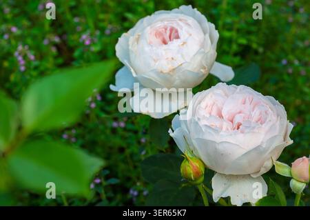 Nahaufnahme von zwei voll blühenden blassrosa und weißen Rosen mit einer Knospe im Vordergrund, vor einem sanften grünen Gartenhintergrund mit winzigem Violett Stockfoto
