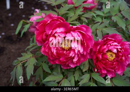 Leuchtend rosa und magentafarbene Pfingstrosenblüten mit gelben Staubblättern, umgeben von grünen Blättern Stockfoto