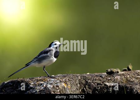 Ein weißer Bachstelz auf einem Stein Stockfoto