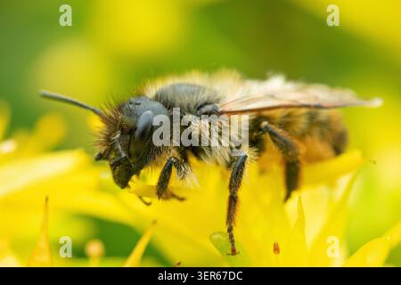 Eine maurerbiene auf einer gelben Blume Stockfoto