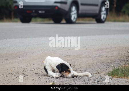 Das kompositorischste Bild der Streunhund-Serie: Der Hund liegt im Vordergrund auf der Schotterschulter, während ein silbernes Auto den Platz besetzt Stockfoto