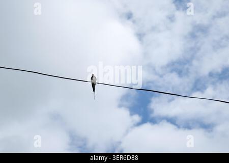 Schwalbe auf einem Draht gegen einen blauen bewölkten Himmel Stockfoto