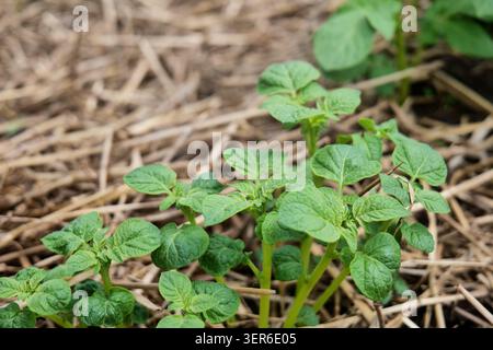 Junge Kartoffelpflanzen, die in einem Gartenbeet mit Strohmulch wachsen Stockfoto