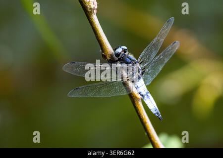 Seitenansicht einer blauen Libelle, die einen Zweig hält, während gestreifte Segmente und klare Flügel leuchten. Dezentes Bokeh und sauberes Licht verleihen diesem nahen Makroporträt eine Stockfoto