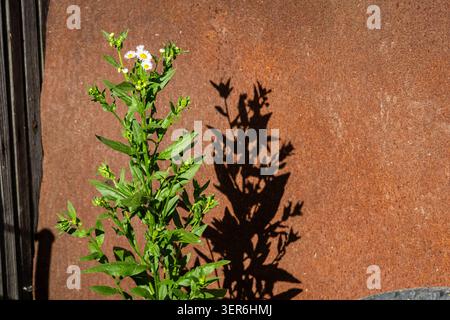 Eine wilde Pflanze mit kleinen, weißen Blüten, die sich an einem rostigen Metallblech anschmiegen, zeigt eine kühne Silhouette in der hellen Sonne, um frisches Grün zu kontrastieren Stockfoto