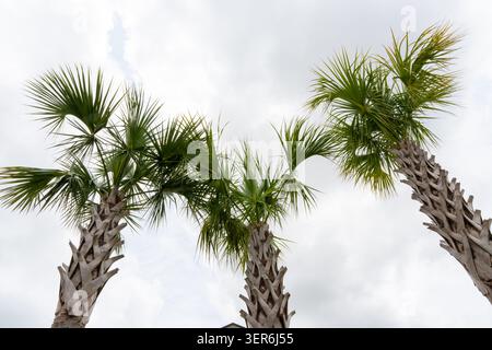 Horizontales Foto von drei hohen Palmen (Familie der Arecaceae) mit schlanken Stämmen und fächerförmigen grünen Fronten vor einem bewölkten Himmel Stockfoto