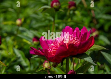 Tiefrosa Pfingstrose (Paeonia lactiflora „Barrington Belle“) in voller Blüte mit reich geschichteten Blütenblättern und einem weichen cremerosa Zentrum. Stockfoto